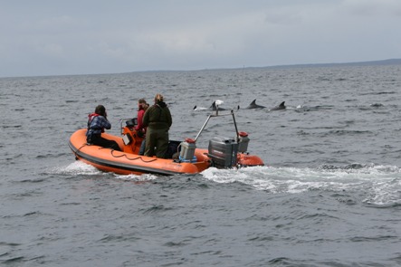 Researchers observing a group of bottlenose dolphins